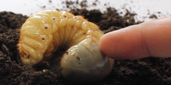 장수풍뎅이 애벌레, 성충의 구조와 특성